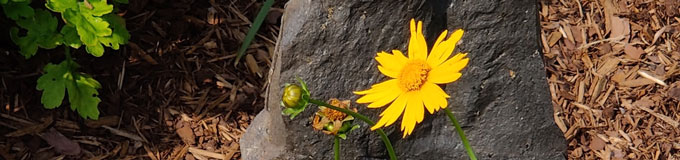 bud, blossom, fruit of yellow flower against stone