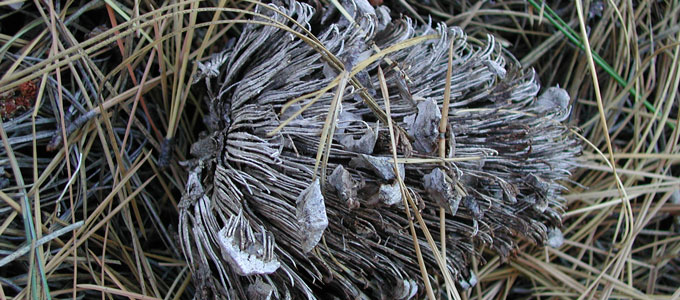 Dried cone and pine needles, Sept, NE California