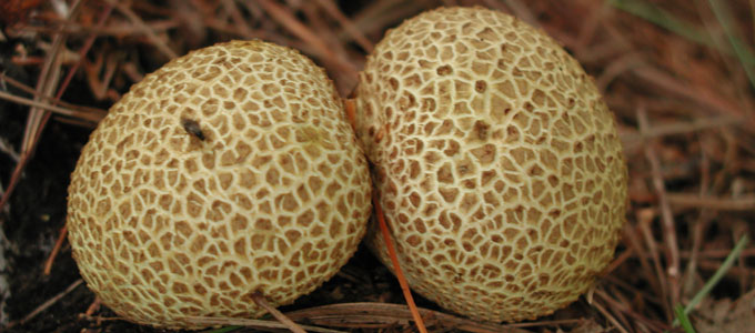 Late September mushrooms, southeast Massachusetts