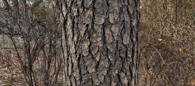 pine bark and leafless bushes