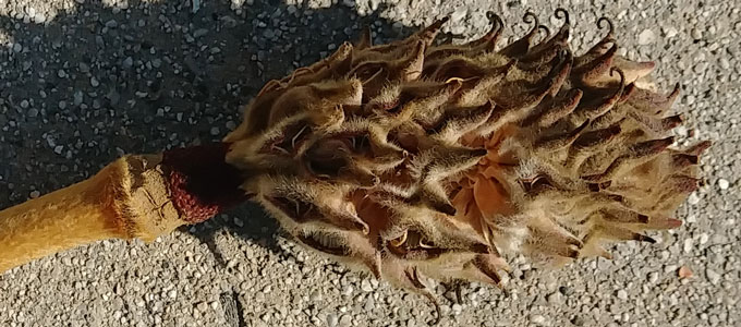A dried flower bud on the sidewalk