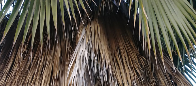 Palm tree close-up