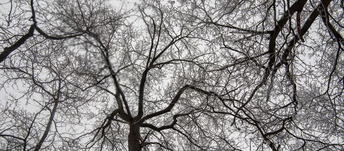 Web of bare branches overhead