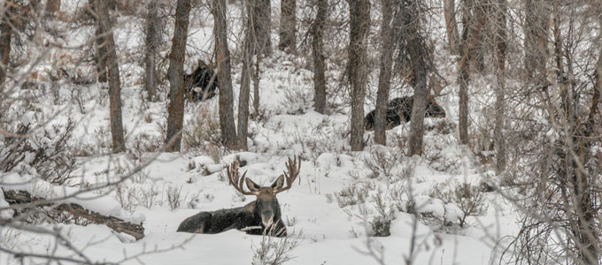 moose foraging in a snowy wood