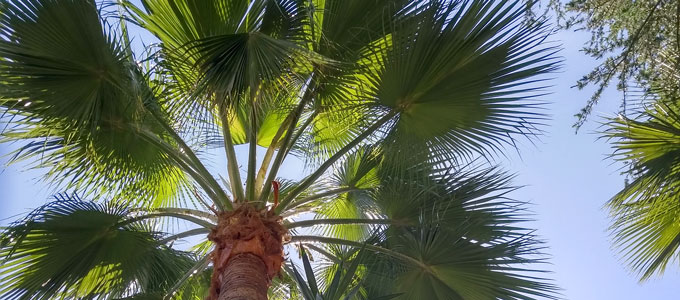 fronds at the tope of a palm tree