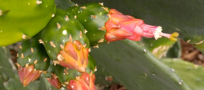 cactus buds and flowers