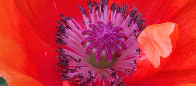 red poppy close-up
