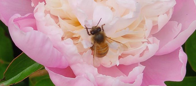 rose and cream peony with bee