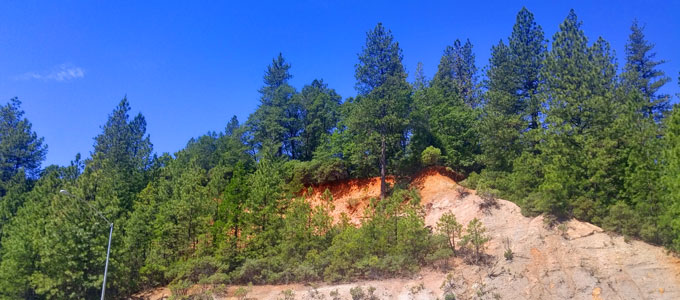 a pine ridge in the Sierras, California