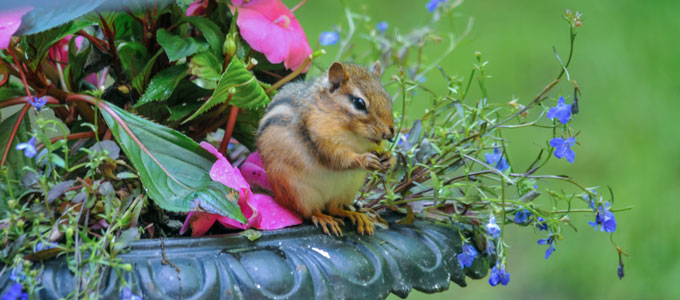 Chipmunk posing with flowers
