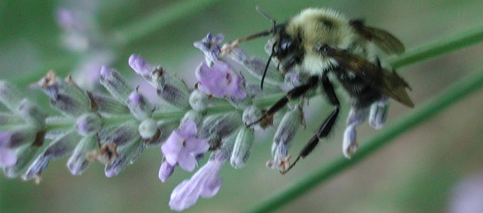 Bee harvesting nectar from lavender flowers
