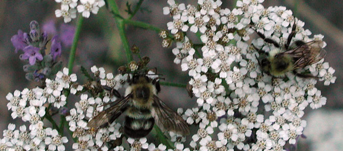 Bees on a field of tiny white flowers