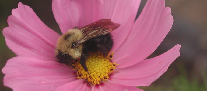 Bee in the pink