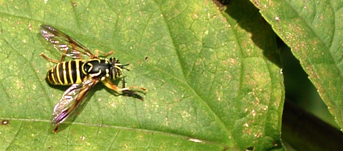 Wasp feeding on a leaf