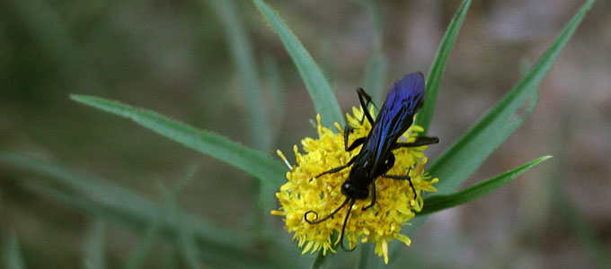 Blue-winged wasp (?) on yellow flowers