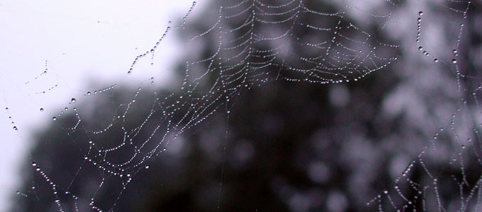Dew-heavy spider's web