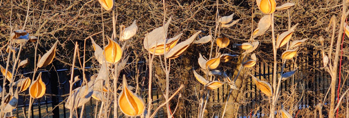 March milkweed pods, Michigan